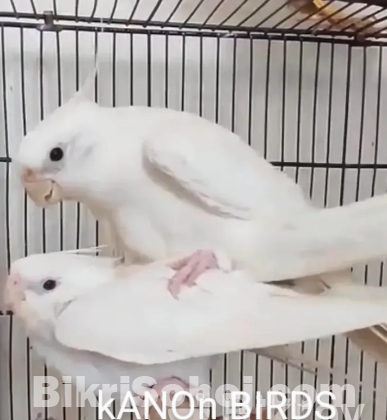 Albino cocatel Master pair